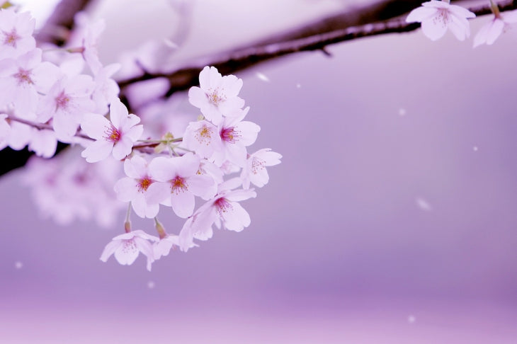 桜の開花予想