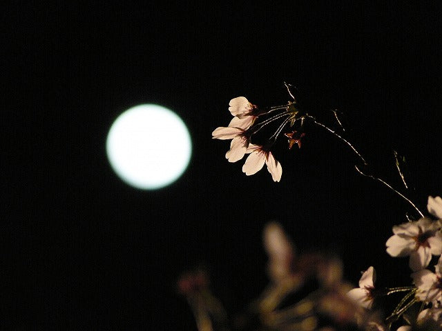 上諏訪温泉⇔高島城　夜桜周遊バスのご案内